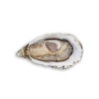 Live Oyster Dibba Bay No 4